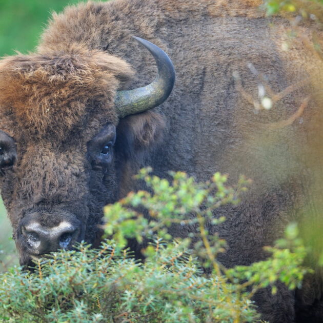 SWD-2011-09-25-085501_01  Rewilding Europe Google Ad Grants